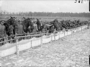 Horses of the Royal Field Artillery watering on the Fricourt-Mametz Road, July 1916. IWM Q.882